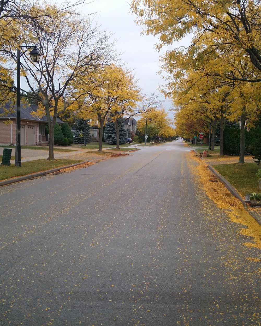 A quiet Lake County street in autumn, lined with mature trees turning yellow